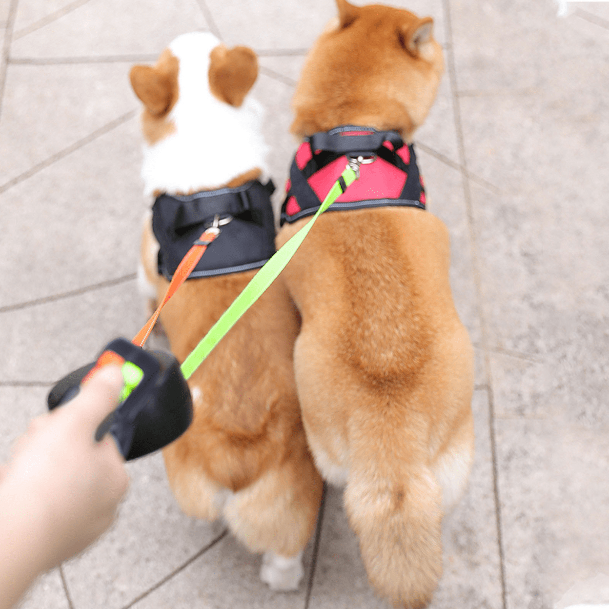 Multifunctional Double Dog Lead with LED Torch