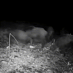 Wildlife Camera Trail Cam – Night Vision Outdoor Camera for Hunting & Security