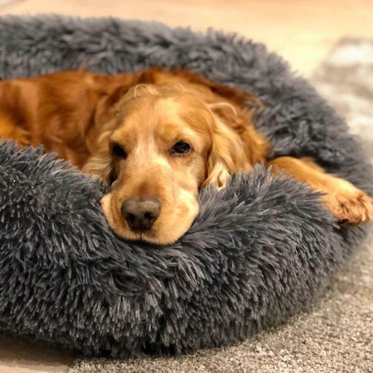 Calming Dog Bed Removable Cover Circular Shape