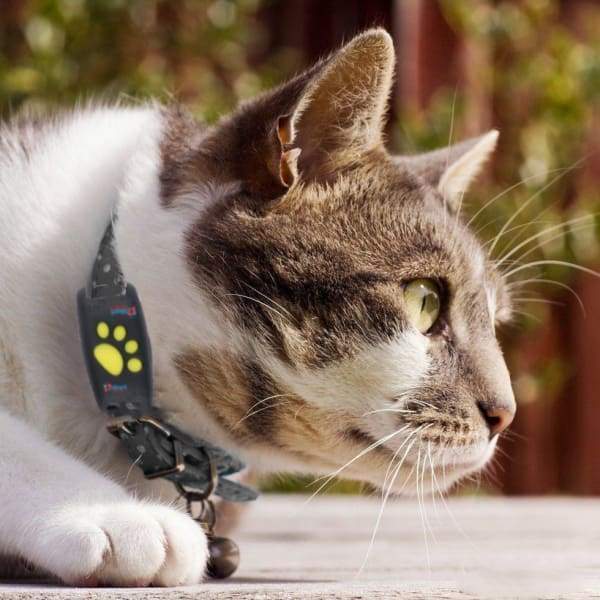 GPS Cat Tracker – Real-Time Location Device for Cats with Geofencing Alert