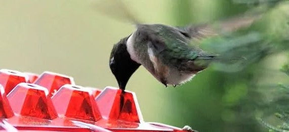 Hummingbird Feeder Outdoor Hanging Ant Proof Perch