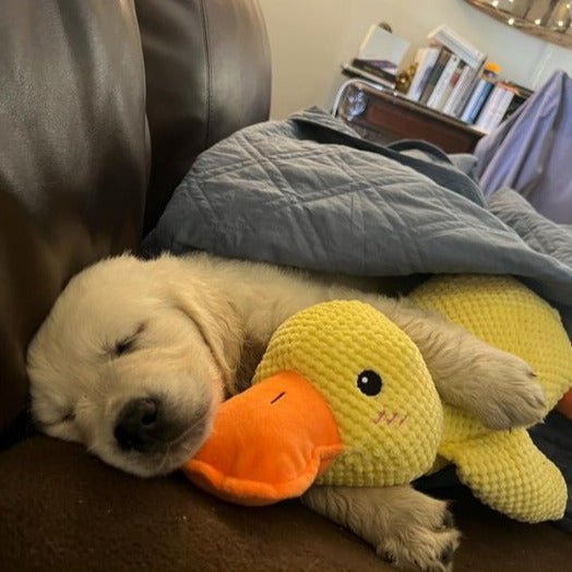 Calming Duck Toy for Dogs