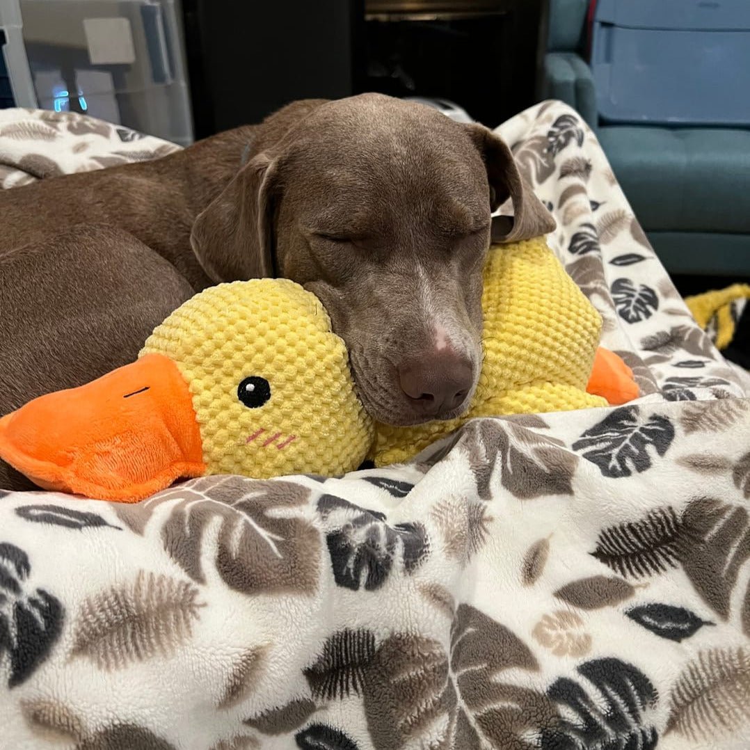 Calming Duck Toy for Dogs